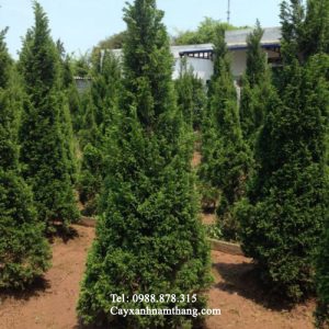 cây tùng tháp rẻ
