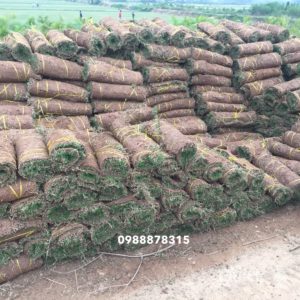 Cỏ nhung nhật Hải Dương, Ninh Bình giá rẻ