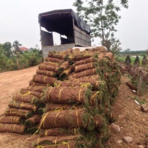 Cỏ nhung nhật Miền Bắc