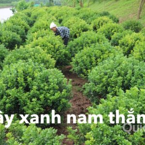 Cây ngâu xùm giá rẻ Hà Nội, Bắc Giang