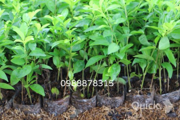 cây chuỗi ngọc Đà Nẵng, Quảng Nam giá rẻ