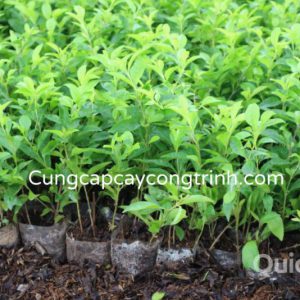 giá cây chuỗi ngọc