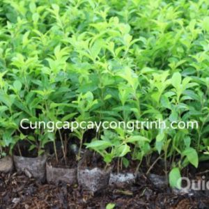 cây chuỗi ngọc