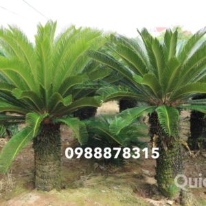 giá cây vạn tuế