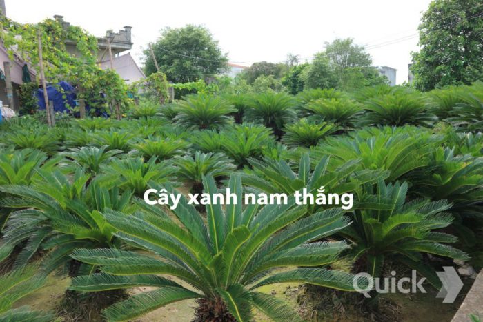 Giá cây vạn tuế 2021 ở cây xanh Nam Thắng tại Bắc Ninh