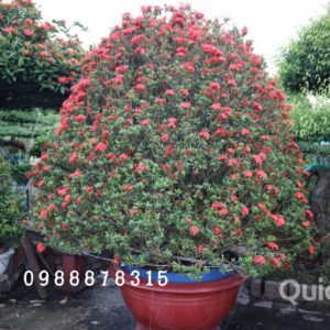 Cây mẫu đơn giá rẻ