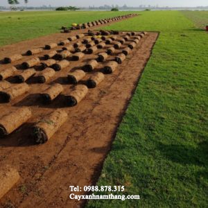 co nhung nhat gia re