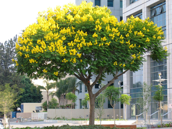 cây lim xẹt trồng trong đô thi