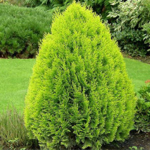 Cây trắc bách diệp