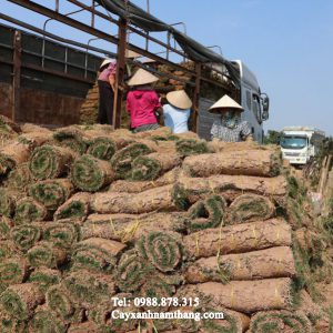 Cỏ nhung nhật giá rẻ