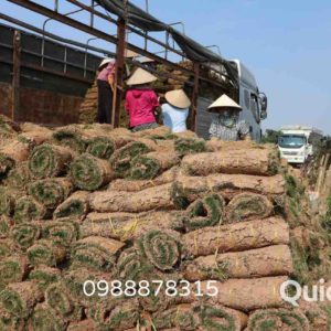 giá cỏ nhung nhật