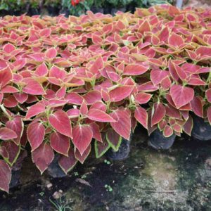 Mua bán cây lá màu giá rẻ miền bắc