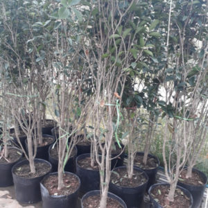 Cây mộc hương giá rẻ miền bắc