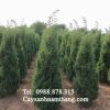 Cung cấp cây tùng tháp Hà Nam, Ninh Bình giá rẻ