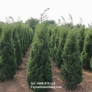 Cung cấp cây tùng tháp Hà Nam, Ninh Bình giá rẻ