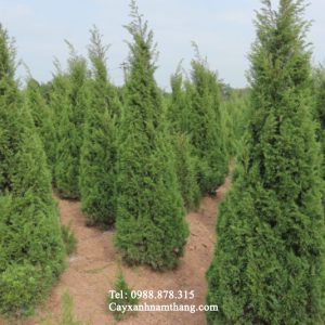 cây tùng tháp giá rẻ