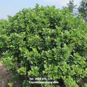 Cây ngâu xùm Hà Nam, Ninh Bình giá rẻ