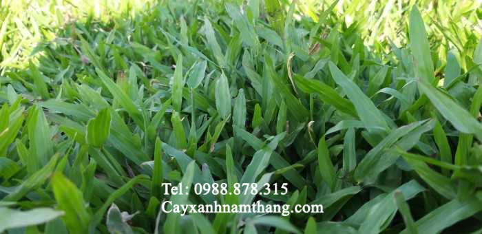 Giá Cỏ Lá Tre (Gừng) Và Kỹ thuật trồng tại Hà Tĩnh - 0988.878.315