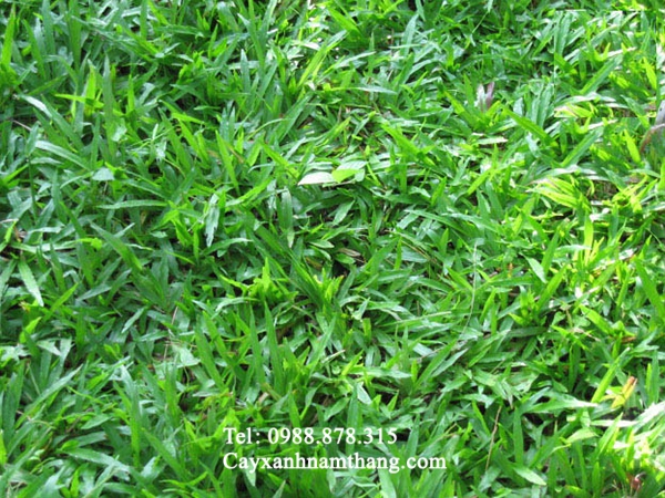 Các bước trồng cỏ lá tre (Gừng) Bạn nên biết tại Thái Bình - 0988.878.315