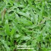 cỏ lá tre
