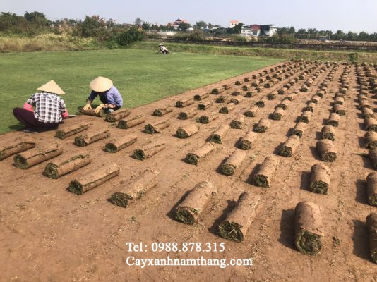 cỏ nhung nhật