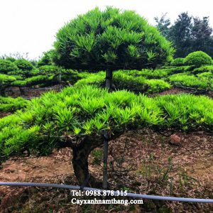 Cây la hán giáng long