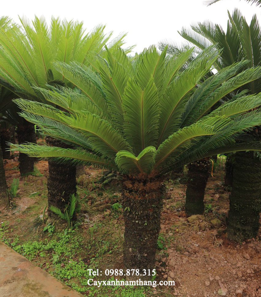 Các loại mẫu cây vạn tuế chọn nhiều nhất tại Thái Nguyên