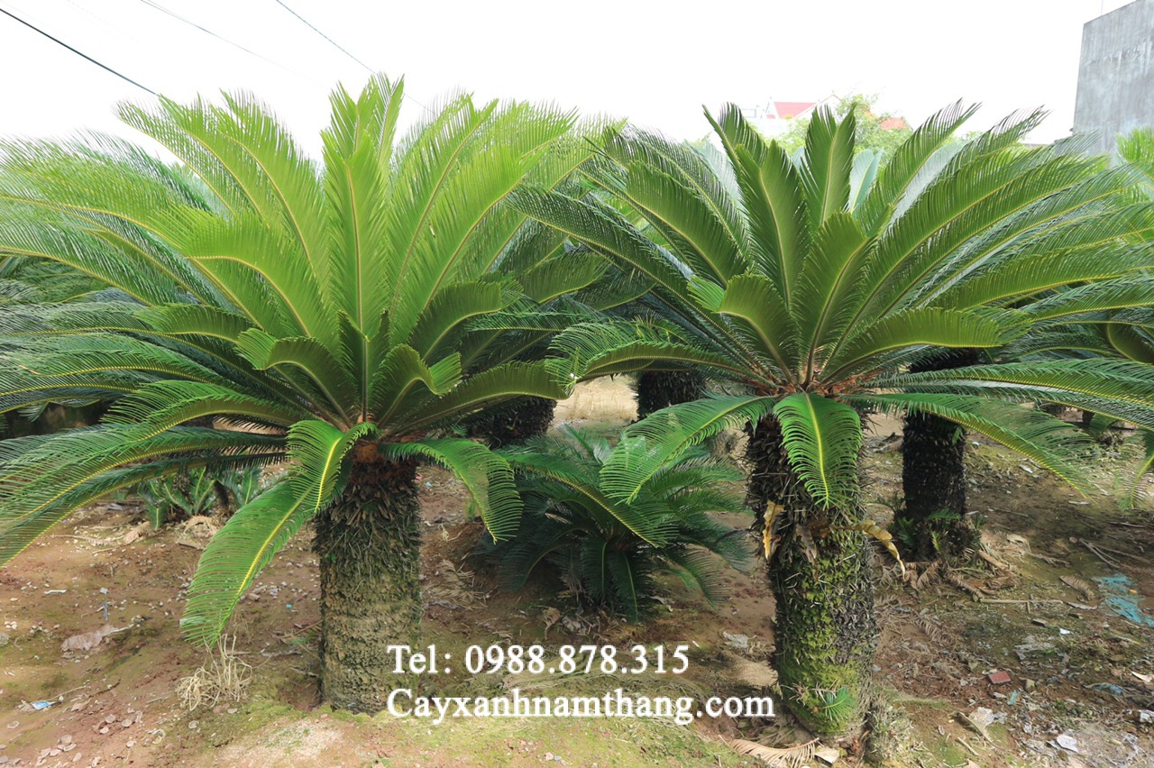 Nơi phân phối cây vạn tuế giá tốt nhất tại Bắc Ninh