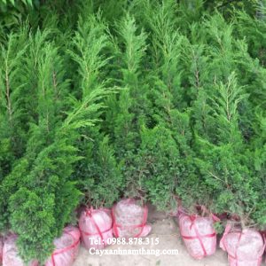 Cây Tùng Tháp (Kim) tại Cây Xanh Nam Thắng