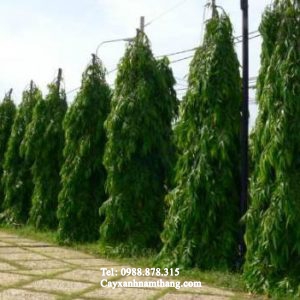 Cây Tùng Tháp (Kim) tại Cây Xanh Nam Thắng